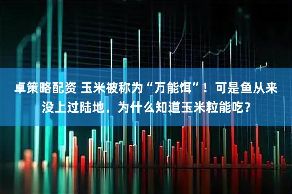 卓策略配资 玉米被称为“万能饵”！可是鱼从来没上过陆地，为什么知道玉米粒能吃？